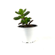 Load image into Gallery viewer, Succulent, 3.5in, Crassula Baby Jade - Floral Acres Greenhouse &amp; Garden Centre
