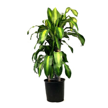 Load image into Gallery viewer, Dracaena, 10in, Mass Cane 3/2/1
