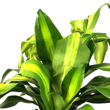 Load image into Gallery viewer, Dracaena, 10in, Mass Cane 3/2/1
