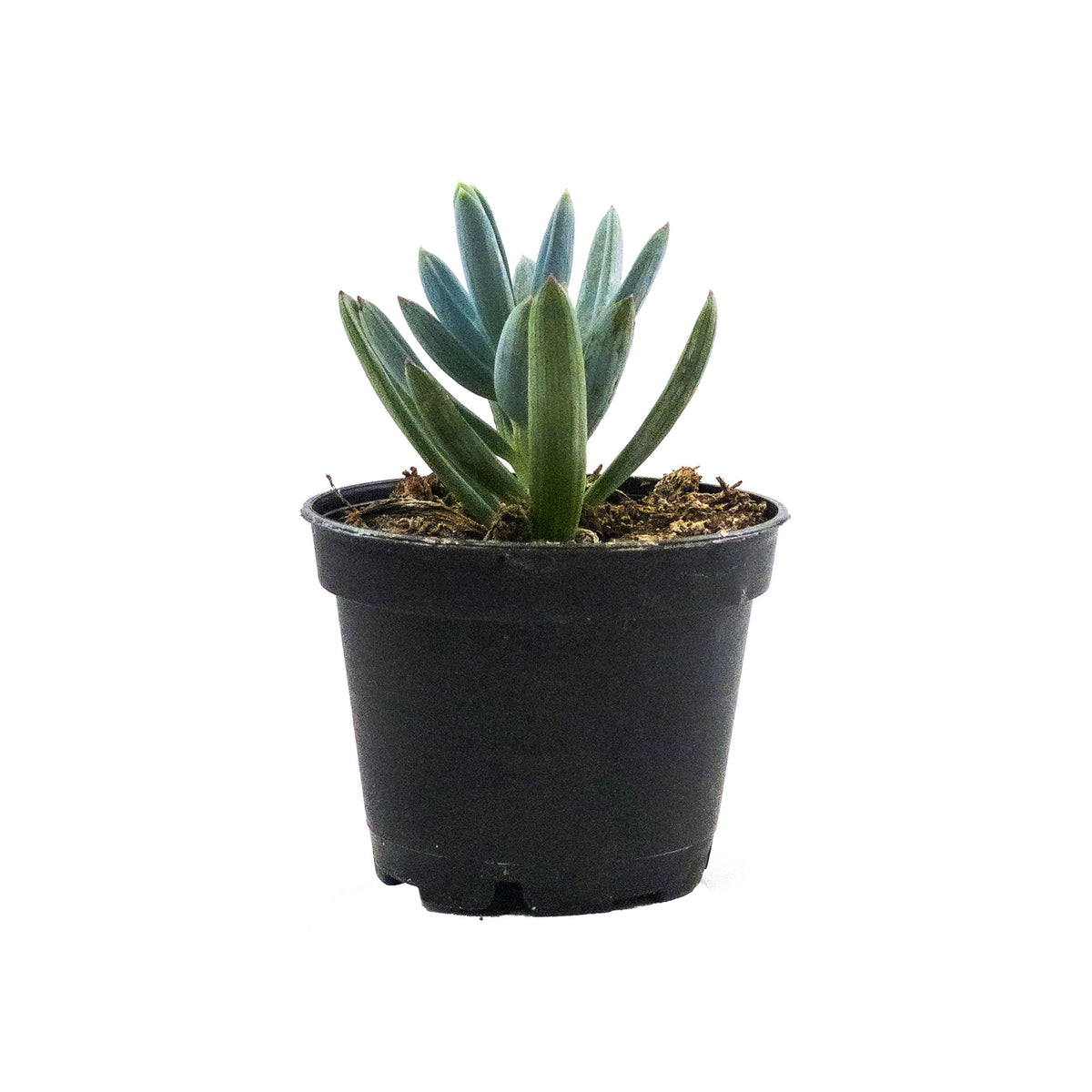 Succulent, 2in, Blue Chalk Sticks - Floral Acres Greenhouse & Garden Centre