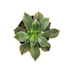 Load image into Gallery viewer, Succulent, 2in, Aeonium Stripe - Floral Acres Greenhouse &amp; Garden Centre

