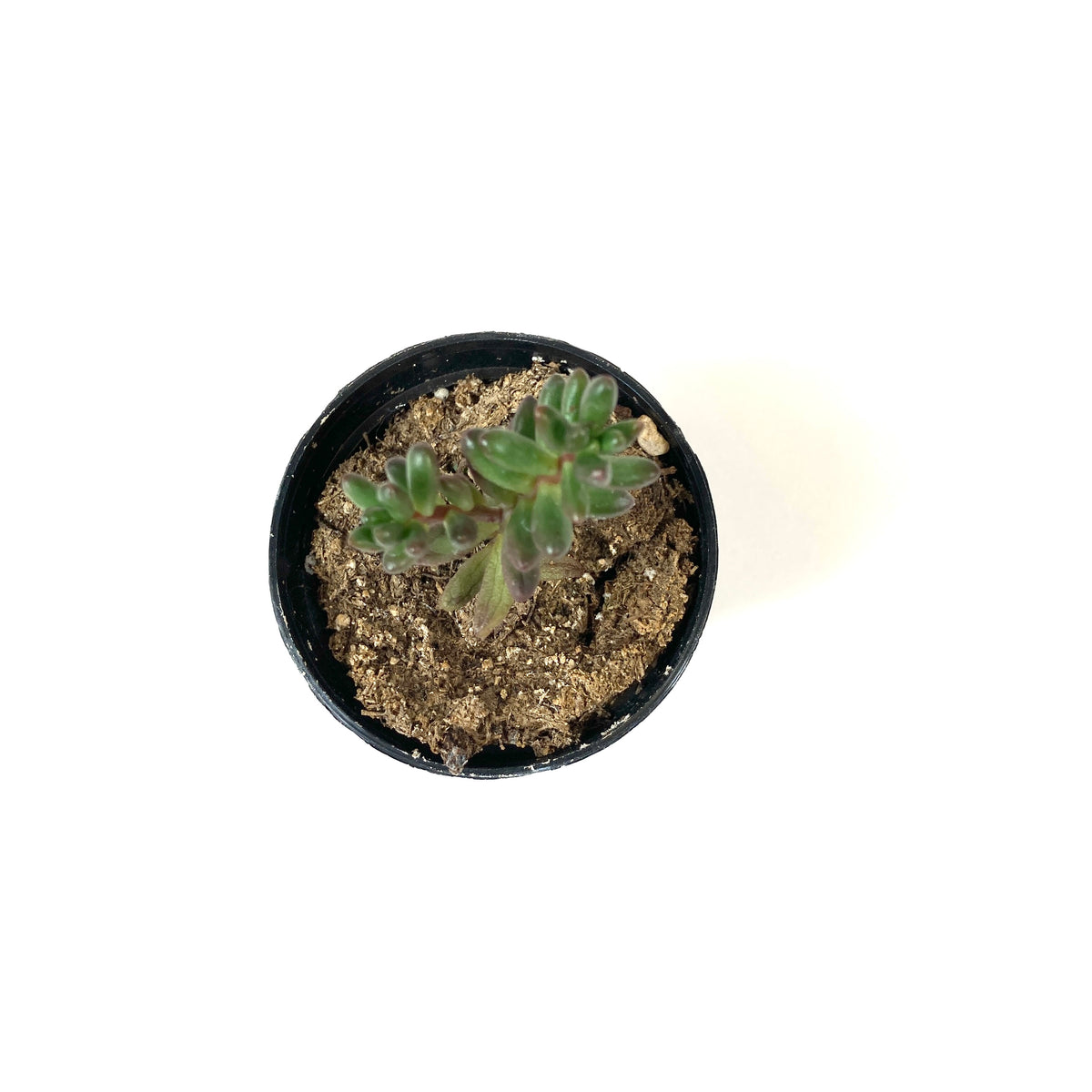 Succulent, 2in, Sedum Jelly Bean - Floral Acres Greenhouse & Garden Centre
