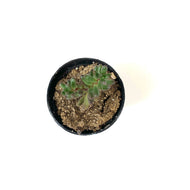 Succulent, 2in, Sedum Jelly Bean - Floral Acres Greenhouse & Garden Centre