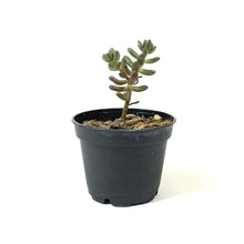 Load image into Gallery viewer, Succulent, 2in, Sedum Jelly Bean - Floral Acres Greenhouse &amp; Garden Centre
