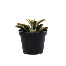 Load image into Gallery viewer, Succulent, 2in, Kalanchoe Chocolate Soldier - Floral Acres Greenhouse &amp; Garden Centre
