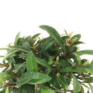 Bonsai, 4in, Eugenia Globulus - Floral Acres Greenhouse & Garden Centre