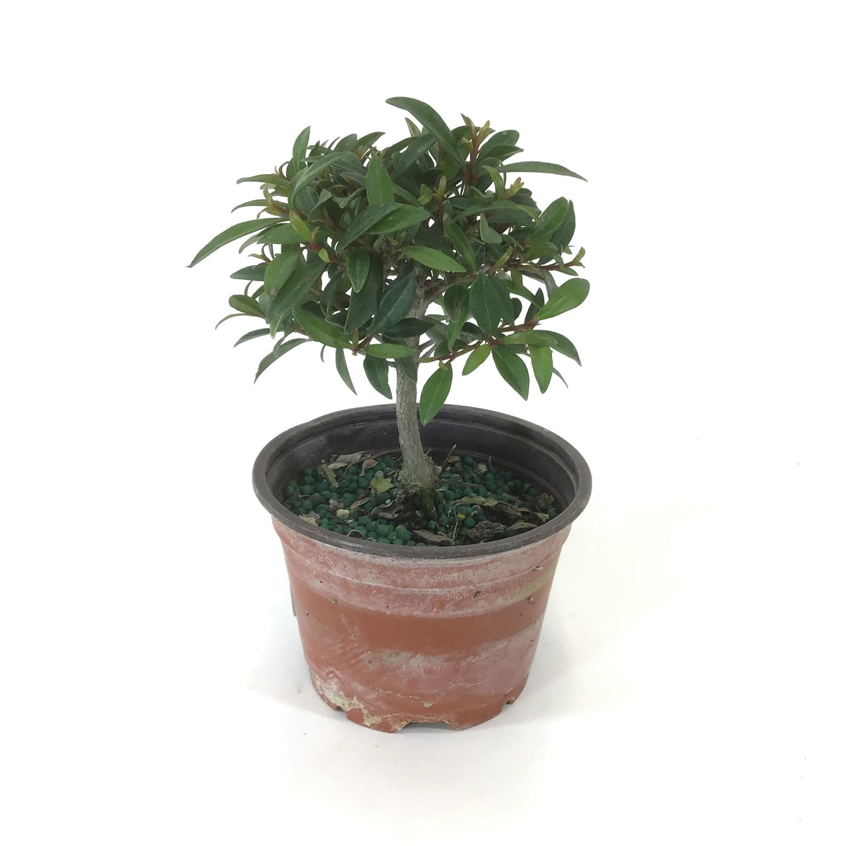 Bonsai, 4in, Eugenia Globulus - Floral Acres Greenhouse & Garden Centre