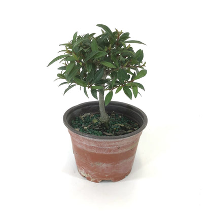 Bonsai, 4in, Eugenia Globulus - Floral Acres Greenhouse & Garden Centre