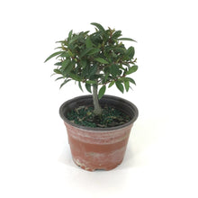 Load image into Gallery viewer, Bonsai, 4in, Eugenia Globulus - Floral Acres Greenhouse &amp; Garden Centre
