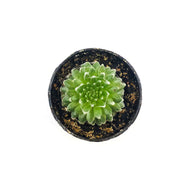 Succulent, 2in, Sempervivum Arachnoideum - Floral Acres Greenhouse & Garden Centre