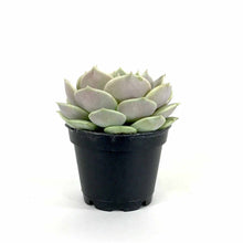 Load image into Gallery viewer, Succulent, 2in, Echeveria Lola - Floral Acres Greenhouse &amp; Garden Centre
