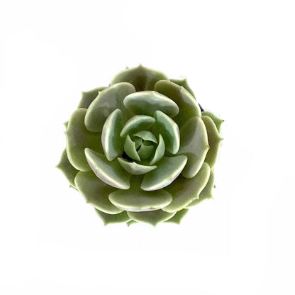 Succulent, 2in, Echeveria Lola - Floral Acres Greenhouse & Garden Centre