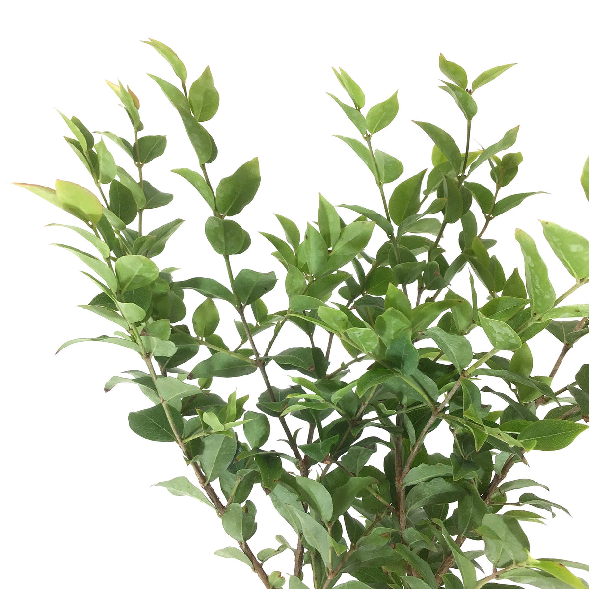 Bonsai, 4in, Jabotacaba - Floral Acres Greenhouse & Garden Centre