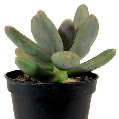 Succulent, 2in, Pachyveria Draco - Floral Acres Greenhouse & Garden Centre