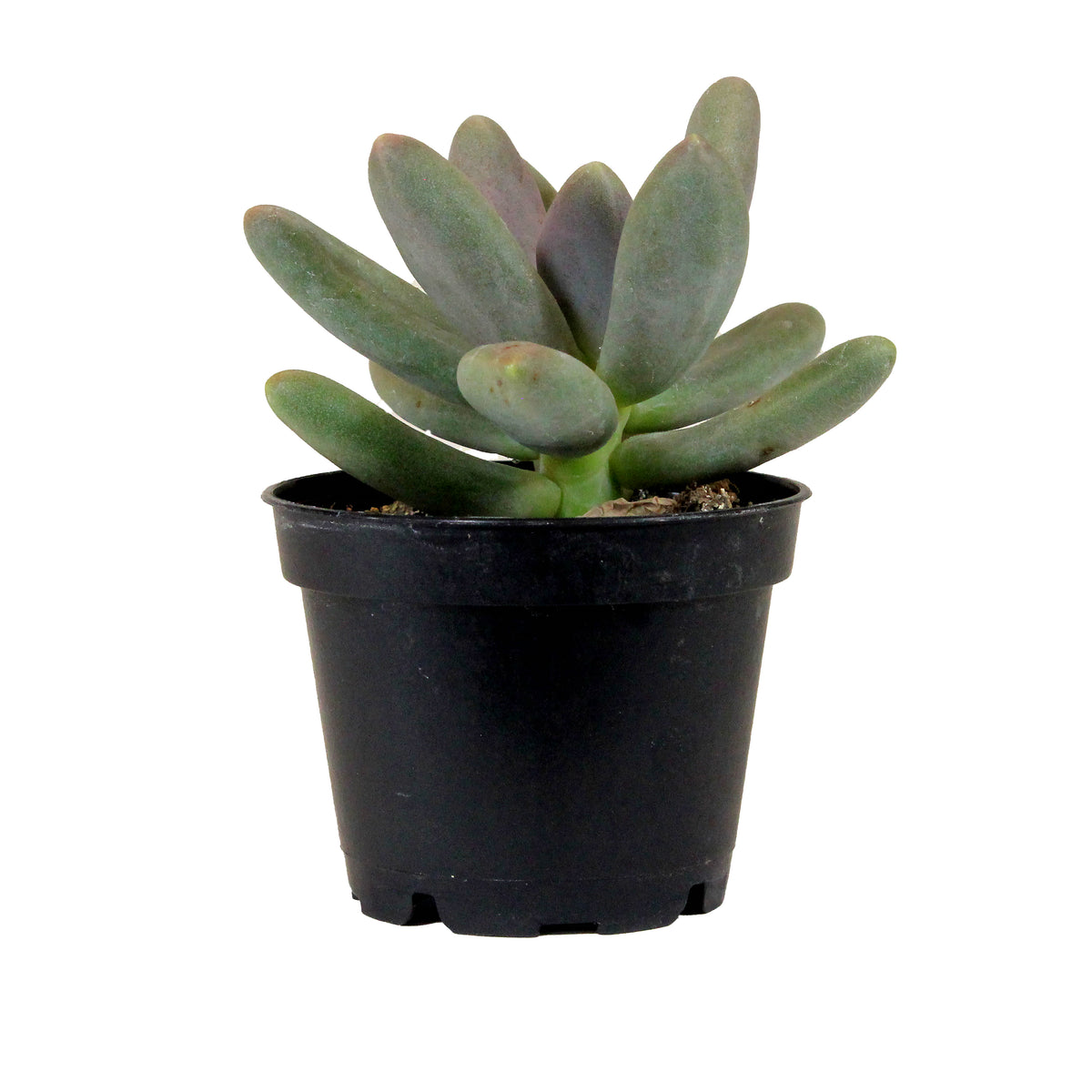Succulent, 2in, Pachyveria Draco - Floral Acres Greenhouse & Garden Centre