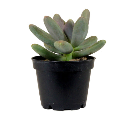 Succulent, 2in, Pachyveria Draco - Floral Acres Greenhouse & Garden Centre