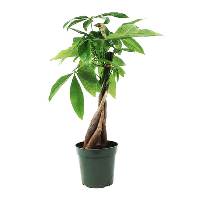 Pachira, 4in, Money Tree Braid