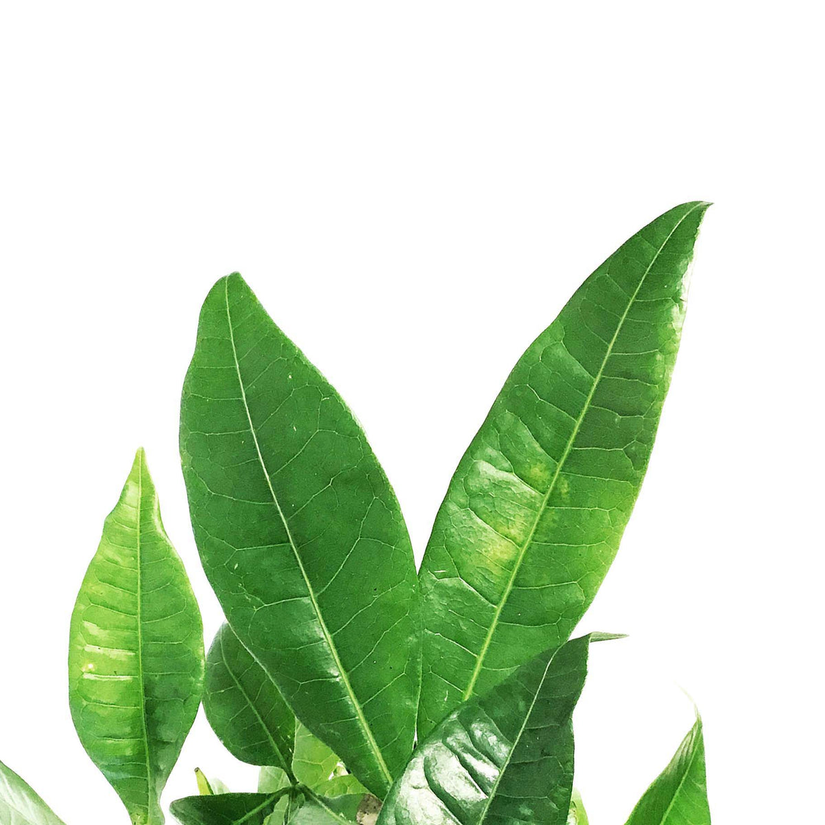 Pachira, 4in, Money Tree Braid