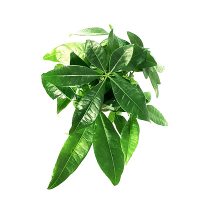 Pachira, 4in, Money Tree Braid