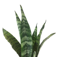 Load image into Gallery viewer, Sansevieria, 4in, Zeylanica
