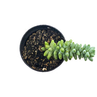 Succulent, 2in, Sedum Burro's Tail