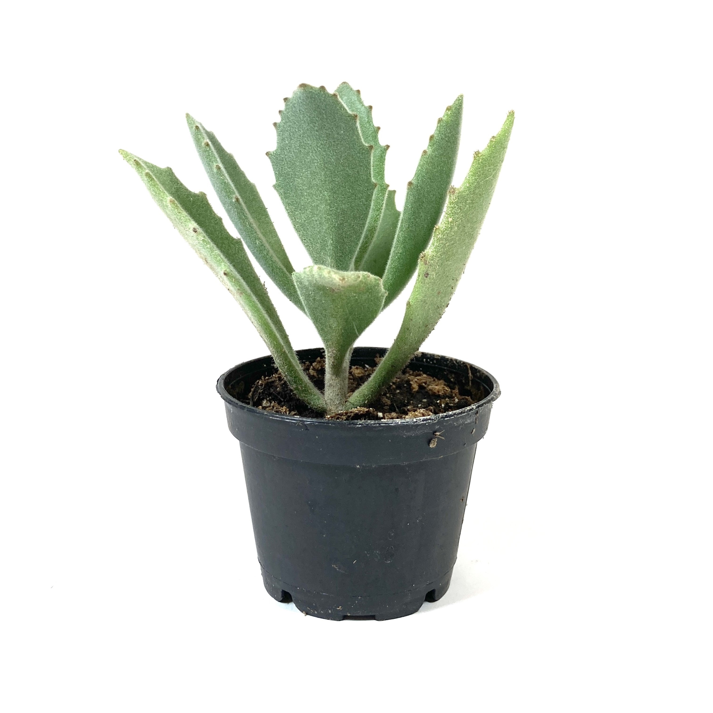 behartii succulent Succulent, 2in, Kalanchoe Behartii – Floral Acres Greenhouse & Garden Centre