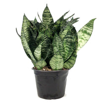 Load image into Gallery viewer, Sansevieria, 6in, Robusta Superba
