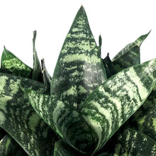 Load image into Gallery viewer, Sansevieria, 6in, Robusta Superba
