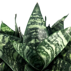 Sansevieria, 6in, Robusta Superba