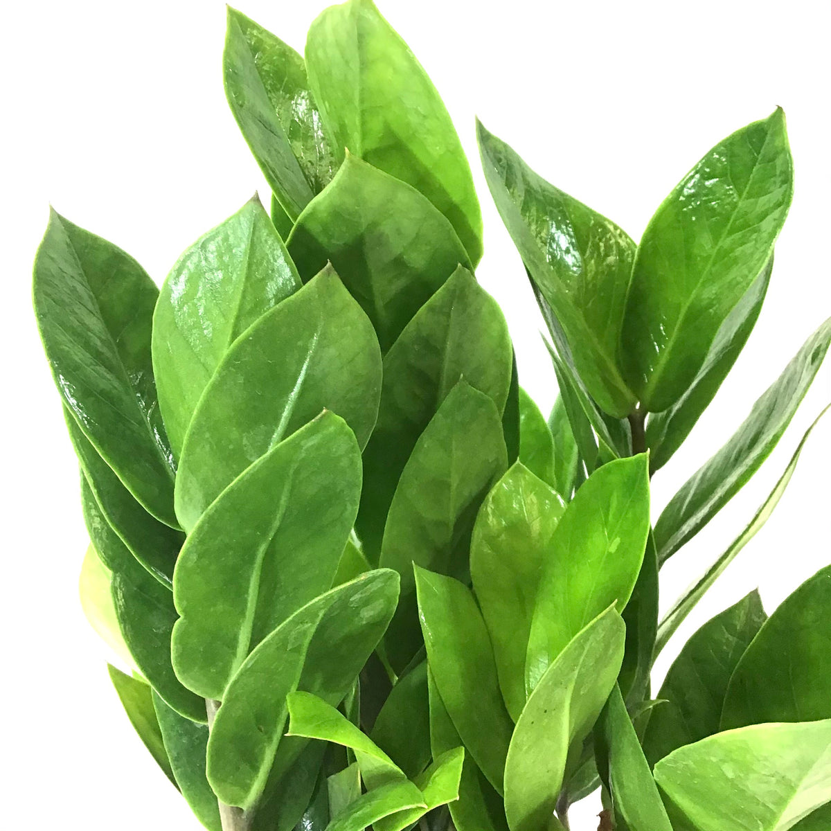 ZZ Plant, 6in, Zamioculcas Zamiifolia