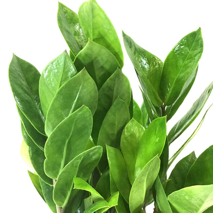 ZZ Plant, 6in, Zamioculcas Zamiifolia