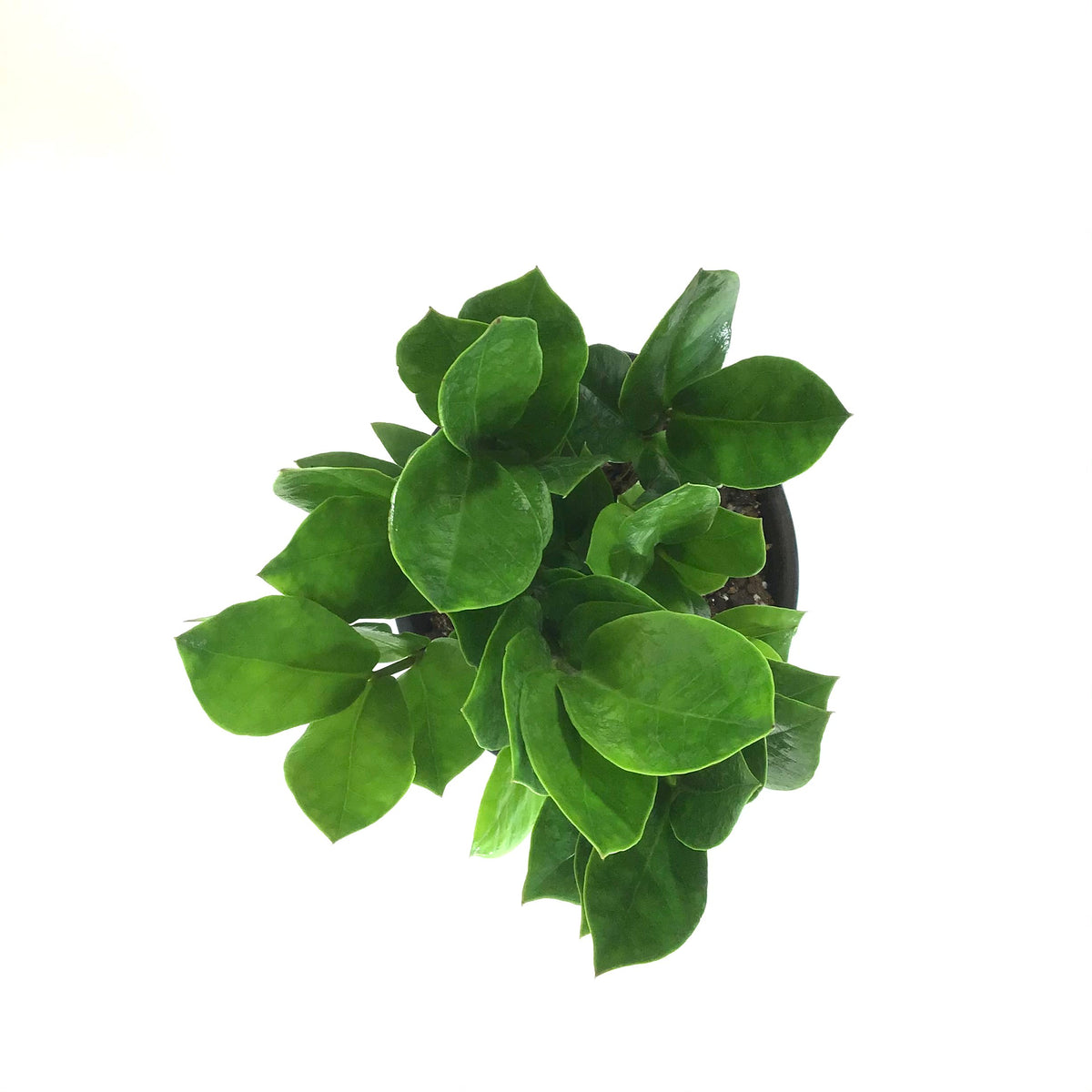 ZZ Plant, 6in, Zamioculcas Zamiifolia