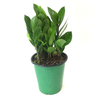 ZZ Plant, 6in, Zamioculcas Zamiifolia