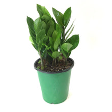 Load image into Gallery viewer, ZZ Plant, 6in, Zamioculcas Zamiifolia
