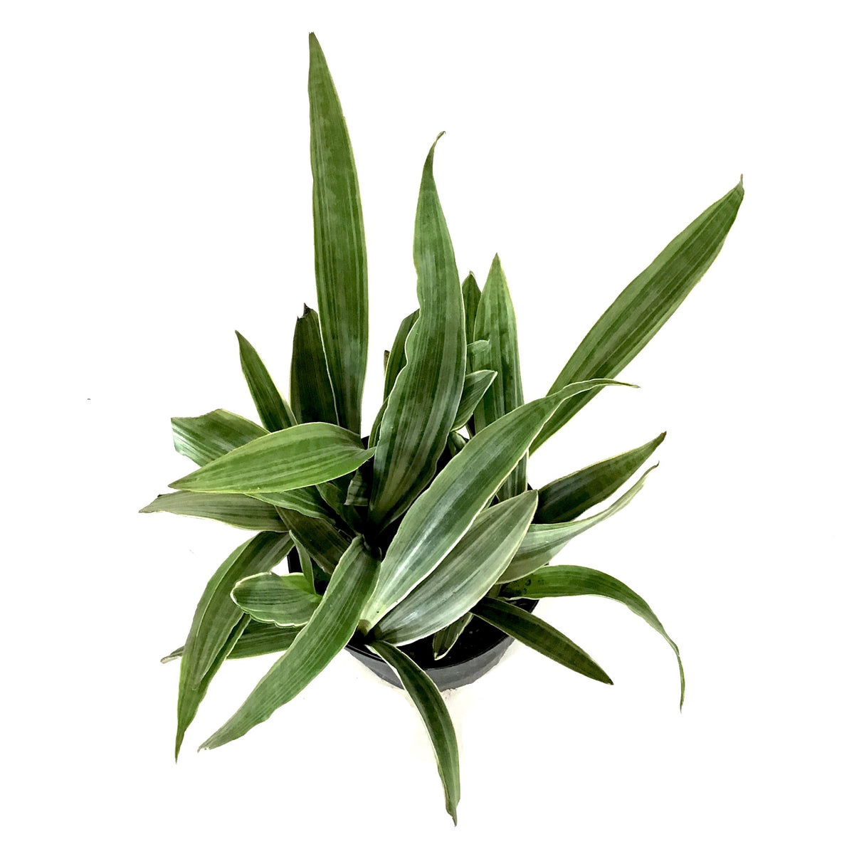 Sansevieria, 10in, Sayuri