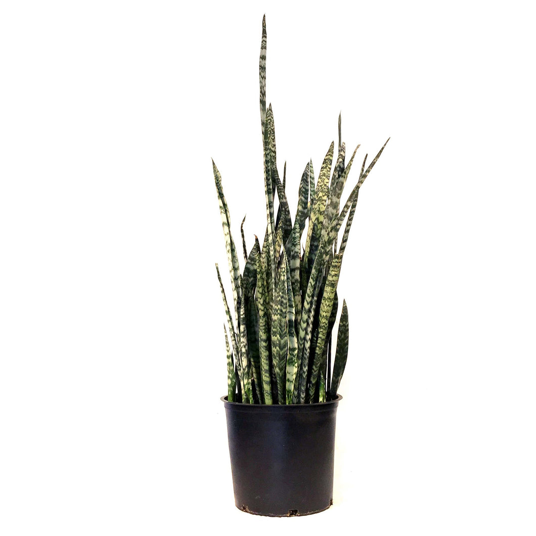 Sansevieria, 14in, Wintergreen
