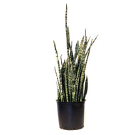 Sansevieria, 14in, Wintergreen