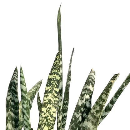 Sansevieria, 14in, Wintergreen