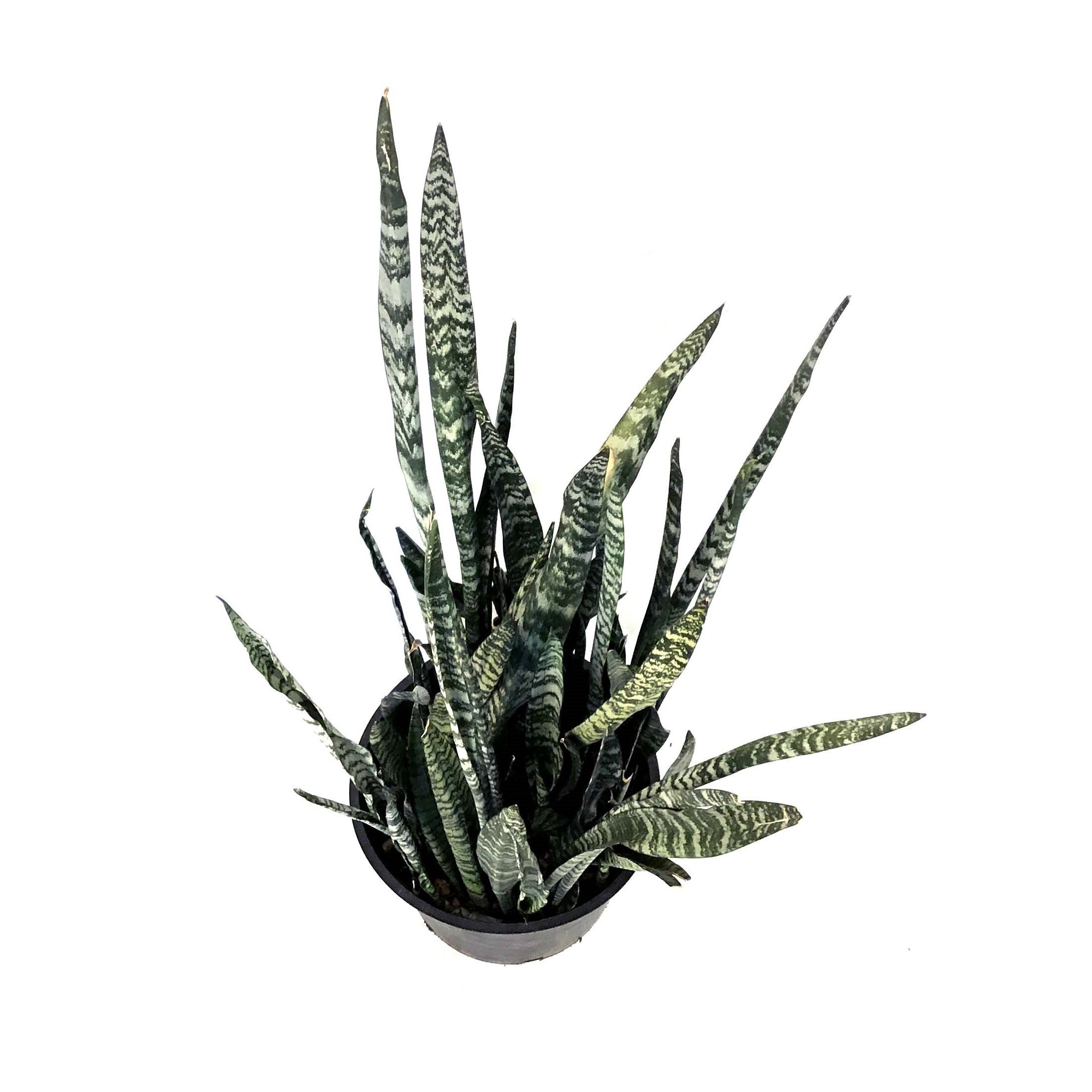 Sansevieria, 14in, Wintergreen – Floral Acres Greenhouse & Garden
