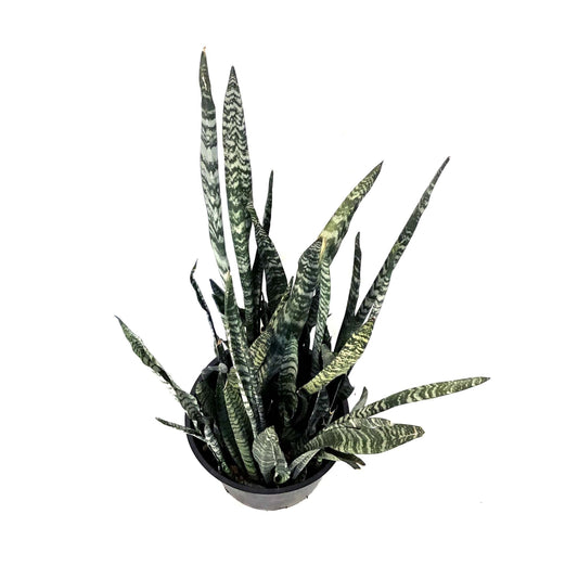 Sansevieria, 14in, Wintergreen