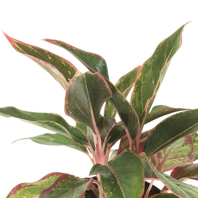 Aglaonema, 6in, Aurora Siam - Floral Acres Greenhouse & Garden Centre