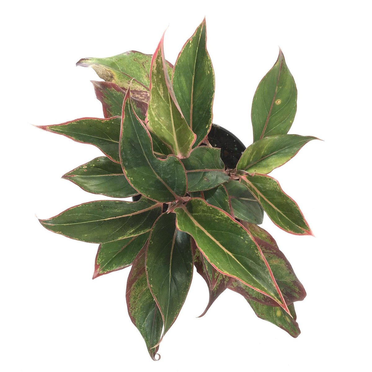 Aglaonema, 6in, Aurora Siam - Floral Acres Greenhouse & Garden Centre