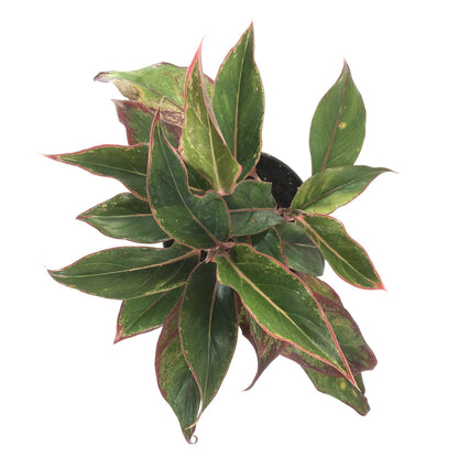 Aglaonema, 6in, Aurora Siam - Floral Acres Greenhouse & Garden Centre
