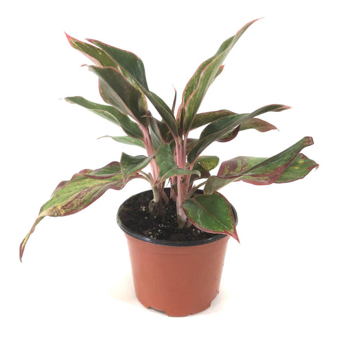 Aglaonema, 6in, Aurora Siam - Floral Acres Greenhouse & Garden Centre