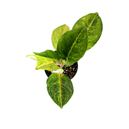 Aglaonema, 6in, Green Papaya - Floral Acres Greenhouse & Garden Centre