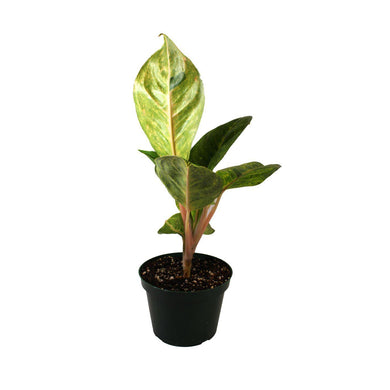 Aglaonema, 6in, Green Papaya - Floral Acres Greenhouse & Garden Centre