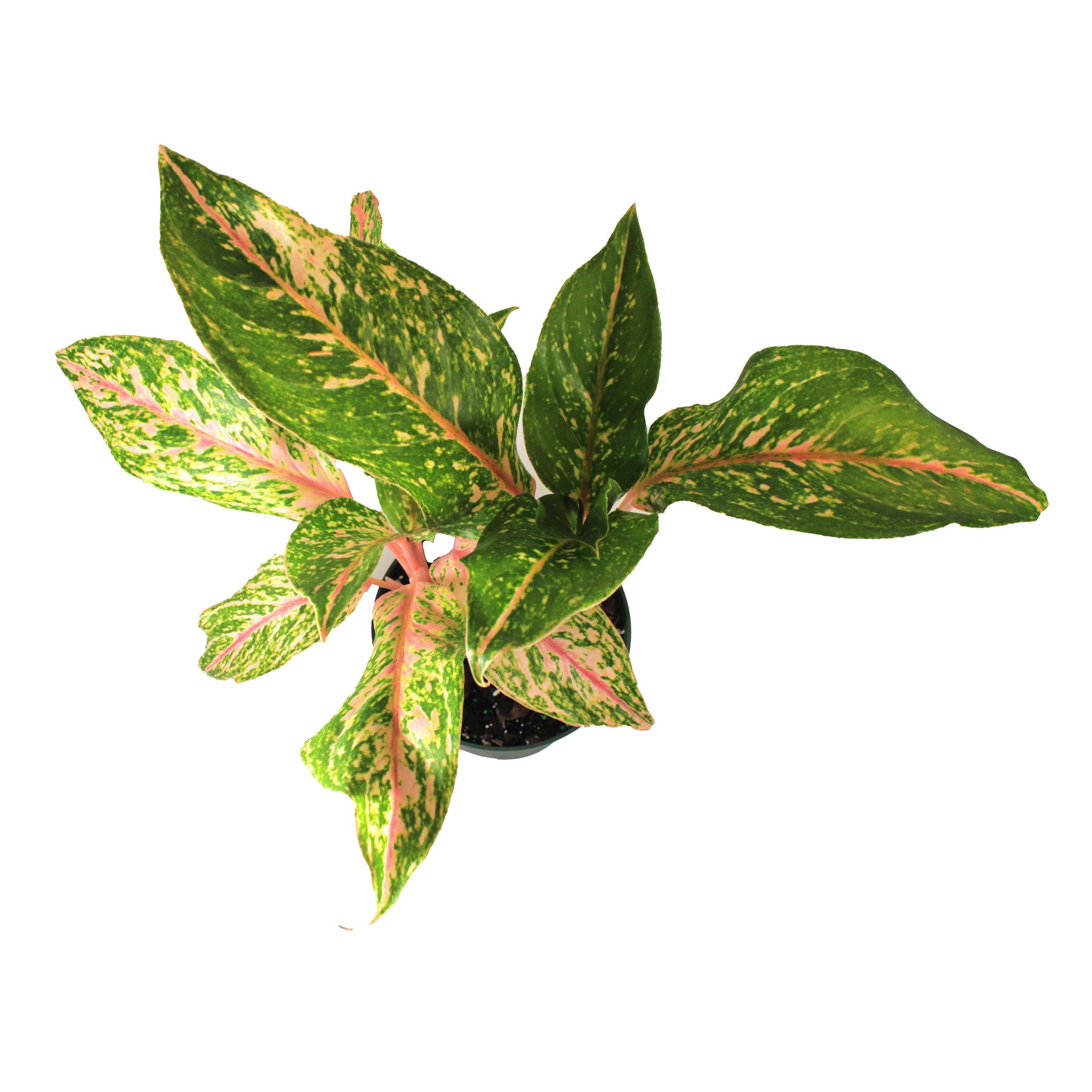 aglaonema sparkling sarah scientific name Aglaonema, 6in, Sparkling Sarah – Floral Acres Greenhouse & Garden Centre