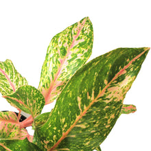 Load image into Gallery viewer, Aglaonema, 6in, Sparkling Sarah - Floral Acres Greenhouse &amp; Garden Centre
