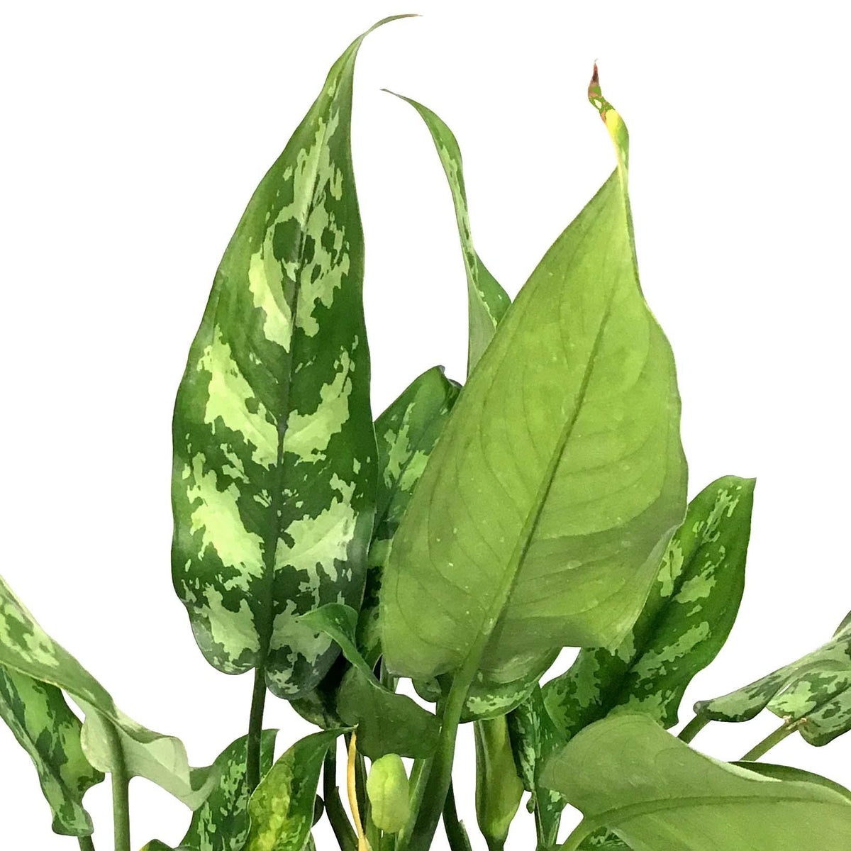 Aglaonema, 8in, Maria 'Emerald Beauty' - Floral Acres Greenhouse & Garden Centre