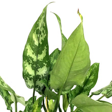 Load image into Gallery viewer, Aglaonema, 8in, Maria &#39;Emerald Beauty&#39; - Floral Acres Greenhouse &amp; Garden Centre
